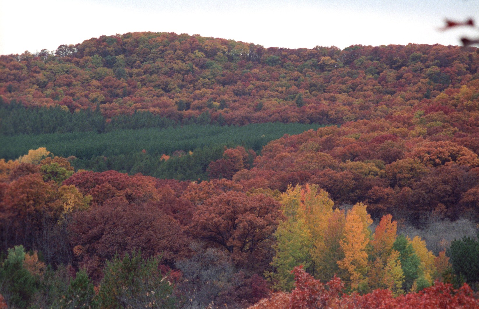 Forestry Program - Fort McCoy - iSportsman